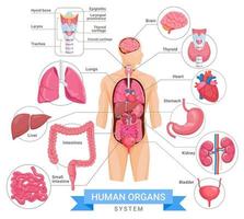 illustrazioni vettoriali di sistema di organi umani.