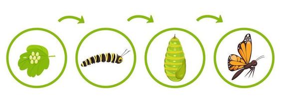 farfalla vita ciclo. infografica di trasformazione di bruco a partire dal bozzolo. vettore illustrazione di insetto metamorfosi.