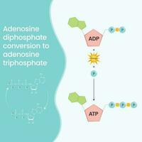 adenosina trifosfato e adenosina difosfato confronto e ciclo scienza vettore formazione scolastica Infografica