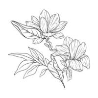 floreale linea arte. magnolia schema fiori per floreale colorazione pagine, minimalista moderno nozze inviti vettore