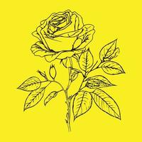 rosa mano disegno schizzo nero schema vettore illustrazione isolato su giallo sfondo