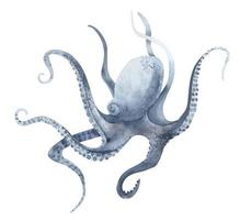 acquerello polpo nel pastello blu colori su isolato sfondo. mano disegnato illustrazione di selvaggio sottomarino animale con tentacoli. marino o oceano subacqueo vita. colorato disegno nel realistico stile vettore
