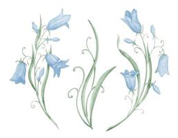 acquerello blu campanule. mano disegnato illustrazione di campanula fiori su isolato sfondo nel carino pastello colori. botanico impostato per saluto carte o nozze inviti. campanula clipart vettore