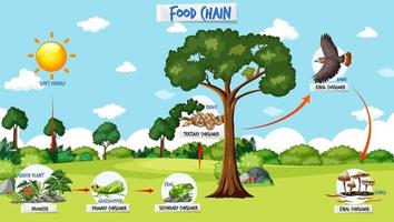 concetto di diagramma della catena alimentare sullo sfondo della foresta vettore