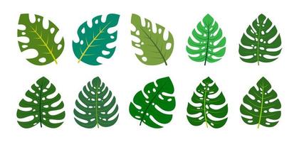 Monstera le foglie design vettore illustrazione
