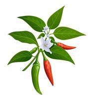 tailandese paprica rosso e verde fresco con le foglie e chili fiore realistico disegno, isolato su bianca sfondo, eps 10 vettore illustrazione