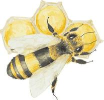acquerello mano disegnato ape con favi isolato su bianca sfondo vettore