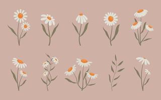 collezione di delicato fiori, vettore illustrazione