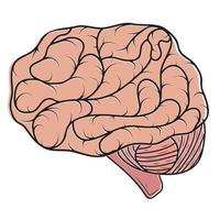 umano colore cervello isolato vettore illustrazione nel cartone animato stile