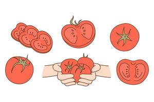 impostato di fresco naturale biologico pomodori. collezione di succoso bio gustoso pomodoro verdure. vegetariano e dieta. cibo mercato o negozio pubblicità. Prodotto consegna servizio. vettore illustrazione.