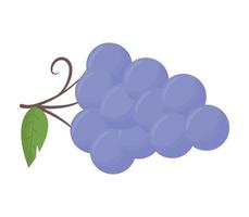 viola uva ramo vettore