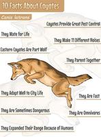 10 fatti di coyote. informazione di coyote. vettore file, pronto per uso, Informazioni grafico, pronto per Stampa, facile per modificare, colorato.