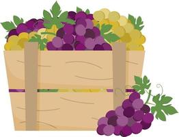 verde e viola uva nel di legno scatola. gabbia di maturo uva. azienda vinicola, vinificazione, azienda agricola, frutta trasporto. vettore illustrazione nel piatto stile su bianca sfondo per etichetta, pacchetto, manifesto.