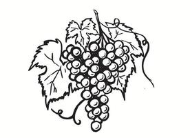 illustrazione grafica dell'uva, stile disegnato a mano. vettore. vettore