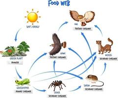 concetto di diagramma della catena alimentare vettore