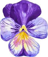 viola del pensiero viola fiore acquerello clipart botanica illustrazione isolato su bianca vettore