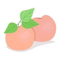 due pesche rubiconde, frutti succosi maturi, illustrazione vettoriale in stile piatto.