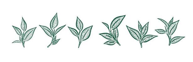 verde tè le foglie. mano disegnato, vettore. vettore