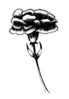 garofano inchiostro penna schizzo. mano disegnato vettore garofano fiore schizzo su bianca sfondo.