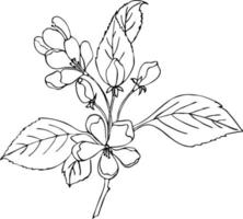 ciliegia sakura monocromatico ramo con fiori, scarabocchiare stile, contorno mano disegno vettore