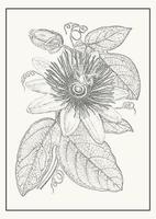 scarlatto passione fiore botanico manifesto illustrazione. passiflora incarnato nel monocromatico stile. design saluto carta e invito di il nozze, compleanno vettore