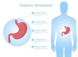 umano stomaco nel corpo Infografica vettore