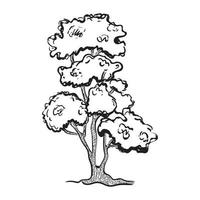 disegno albero bonsai vettore