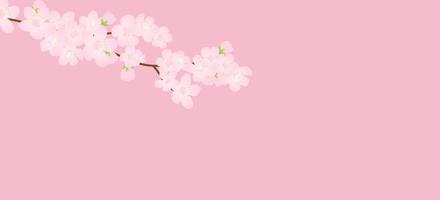 rosa ciliegia fiore, vettore illustrazione. vettore sfondo