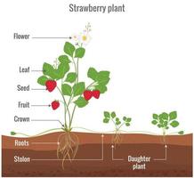 asessuale riproduzione di fragola con lebels vettore