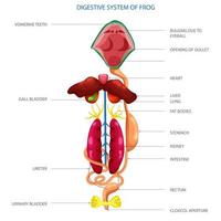 etichettato diagramma di digestivo sistema di rana vettore