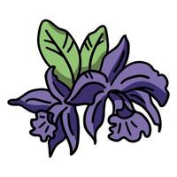 viola orchidea colore ictus vettore