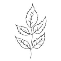 scarabocchio mano disegnato foglie, fogliame, carino elegante estetico pianta isolato su bianca sfondo. confine, design elemento, abbozzato disegno. vettore illustrazione