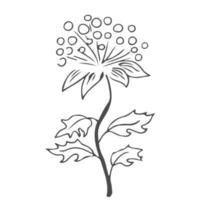scarabocchio mano disegnato foglie, fogliame, carino elegante estetico pianta isolato su bianca sfondo. confine, design elemento, abbozzato disegno. vettore illustrazione