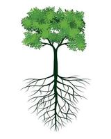 fresco verde albero con le foglie e radici. vettore schema illustrazione. pianta nel giardino.