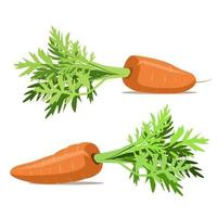 deliziose carote crude con foglie vettore