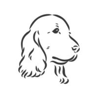 museruola di cocker spaniel della razza del cane, disegno in bianco e nero di grafica vettoriale di schizzo