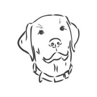 immagine vettoriale di un cane labrador su sfondo bianco. schizzo di vettore del labrador su sfondo bianco