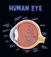 componenti dell'occhio umano. illustrazione su anatomia e fisiologia. anatomia dell'occhio in stile doodle piatto. vettore