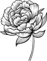 linea arte vettore peonia fiori illustrazione. schema peonie disegno,
