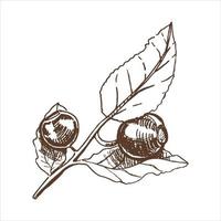 vettore mano disegnato botanico illustrazione di mirtillo ramo. schizzo di foresta frutti di bosco nel incisione stile.vintage illustrazione.