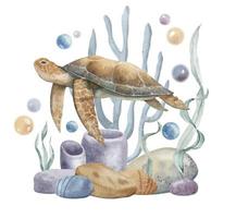 acquerello illustrazione di mare tartaruga, coralli e alghe. subacqueo vita. colorato mano disegnato disegno su isolato sfondo di selvaggio sottomarino animale. schizzo di nuoto marino tartaruga per manifesto vettore
