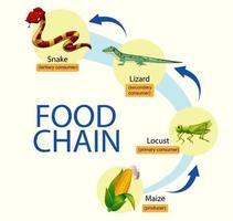 diagramma della catena alimentare della scienza vettore