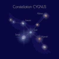 costellazione Cygnus su il sfondo di buio blu cielo. stelle di il settentrionale celeste emisfero. schema di il cigno. Informativo manifesto. vettore. vettore