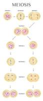 meiosi nel gli esseri umani è un' divisione processi. vettore