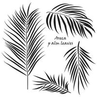 ramo tropicale palma Areca le foglie. nel nero colori, isolato su bianca sfondo. vettore