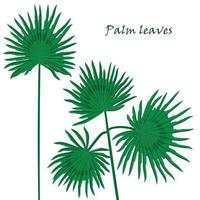 impostato tropicale palma le foglie. realistico disegno nel piatto colore stile. isolato su bianca sfondo. vettore