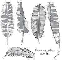 impostato di silhouette tropicale Banana palma le foglie verde isolato su bianca sfondo. vettore