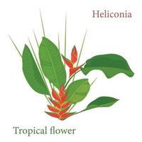 ramo tropicale heliconia fiore le foglie. acquerello realistico disegno nel piatto colore stile. isolato su bianca sfondo vettore