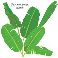 ramo tropicale palma Banana le foglie. realistico disegno nel piatto colore stile. isolato su bianca sfondo. vettore