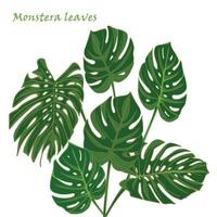 impostato tropicale Monstera le foglie. realistico disegno nel piatto colore stile. isolato su bianca sfondo. vettore